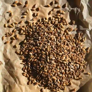 Measured seeds arranged neatly before toasting